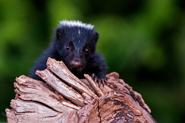 Baby Skunk
