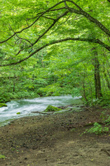 Oirase mountain stream in early summer
