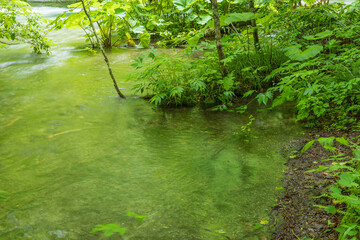 Fototapeta premium Oirase mountain stream in early summer