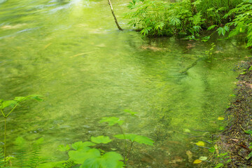 Oirase mountain stream in early summer