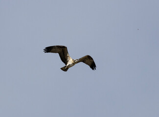 Osprey Chick First Flgiht