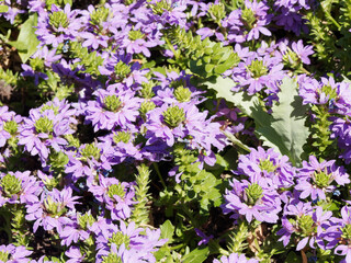 Scaevola aemula. Touffes rampantes de scaevoles émules à floraison lilas bleuté en éventail sur de petites tiges aux petites feuilles spatulées et dentée vert sombre