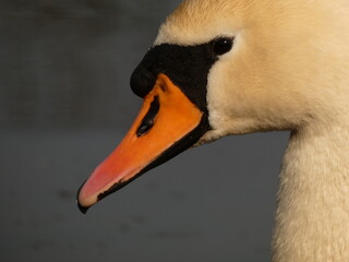 Mute swan (Cygnus olor) close up of swan's head with orange beak, Gdansk, Poland