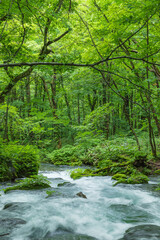 Obraz premium Oirase mountain stream in early summer