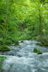 Oirase mountain stream in early summer