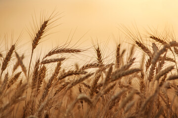 Field of golden yellow ripe growing ears of wheat, on sunset sky background