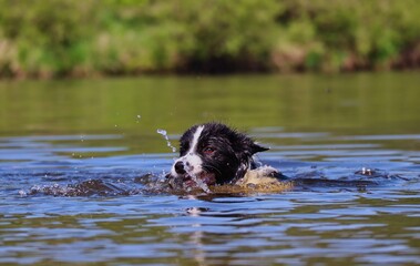Border Collie Swimming in the Vltava River to get a Wooden Stick. Black and White Dog Enjoys Summertime in Czech Republic.