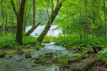 Oirase mountain stream in early summer