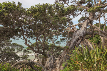 Old Trees over beach and sea in New Zealand