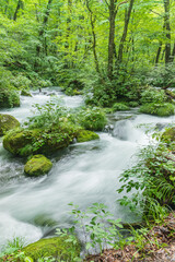 Obraz premium Oirase mountain stream in early summer