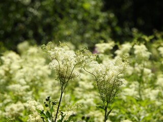 Beautiful summer garden flowers close up
