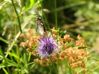 Butterfly on a meadow flower close-up