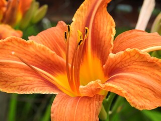 Beautiful summer garden flowers close up