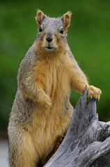 fox Squirrel in vertical branch