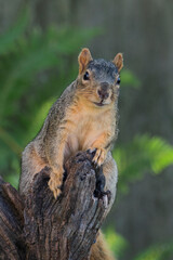 Naklejka na ściany i meble Fox squirrel on a tree trunk