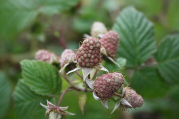 Raspberry. Flower in the garden