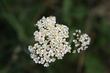 Flower in the garden