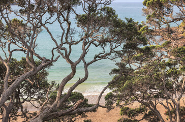 Old Trees over beach and sea in New Zealand