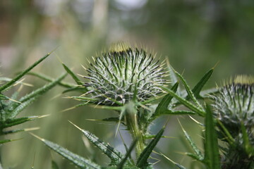 Grass