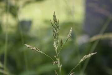 Grass
