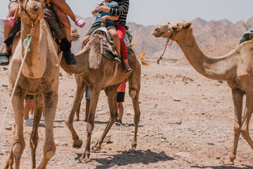 camels in the desert