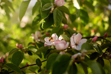 
quince flowers in spring lit by the sun and a bee on a flower