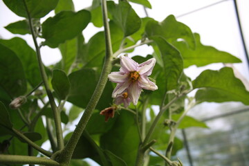 Flower eggplant. Green plants grow in the garden