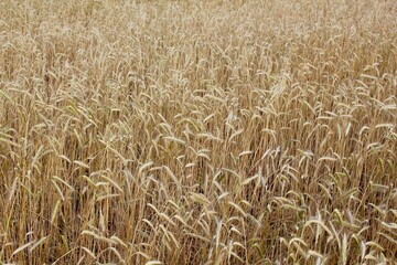 Wheat field. Heavy wheat spikes. Summer landscape.