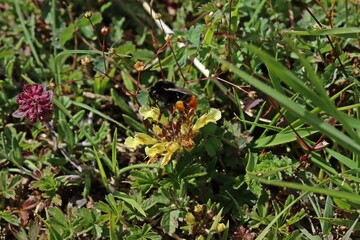 Blühender Berg-Gamander (Teucrium montanum).mit Steinhummel (Bombus lapidarius)