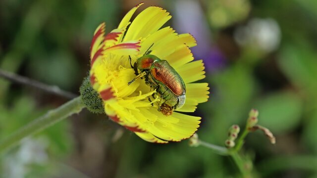  Smaragd-Fallk&auml;fer (Cryptocephalus aureolus) auf Bl&uuml;te