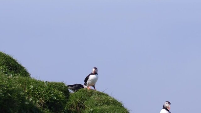 Puffin bird. Bird in the grass.