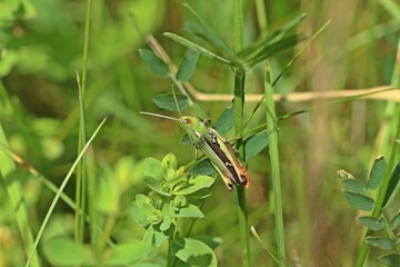 Heidegrashüpfer (Stenobothrus lineatus)