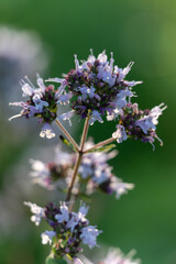 oregano flowers - Origanum vulgare