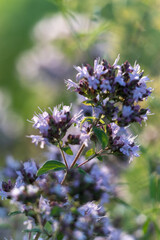 oregano flowers - Origanum vulgare