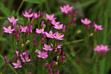 Fototapeta premium Echtes Tausendgüldenkraut (Centaurium erythraea).