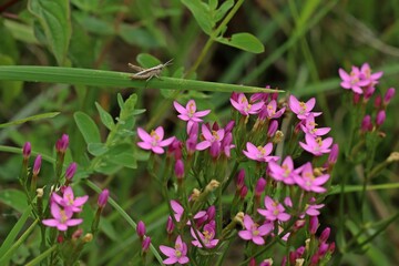 Obraz premium Echtes Tausendgüldenkraut (Centaurium erythraea).