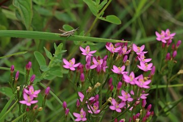 Echtes Tausendgüldenkraut (Centaurium erythraea).