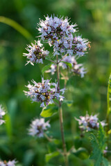 oregano flowers - Origanum vulgare