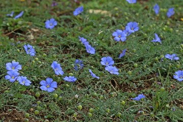 Lothringer Lein (Linum leonii)