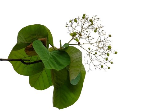 Golden teak tree leaves with branches on white isolated background for green foliage backdrop and copy space