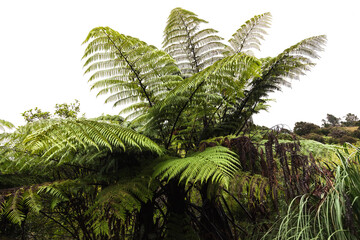 Obraz na płótnie Canvas Tree Ferns