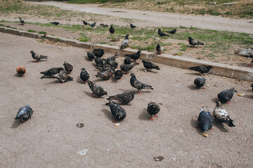 Obraz premium A flock of hungry pigeons on the street, on the asphalt eat different food and pieces of bread. Feeding the birds. Photography, concept.