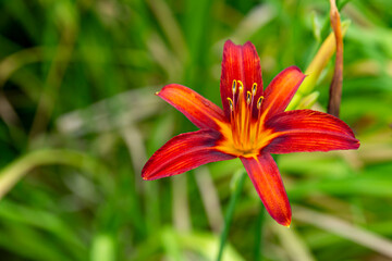 red lily glow in the sun in the garden
