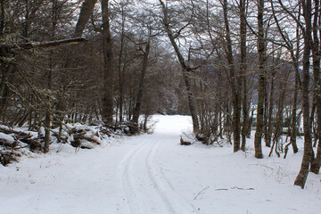 snow covered trees