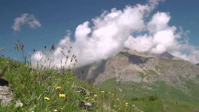 small flowers on a background of clouds and mountains at high altitude summer. B-roll footage