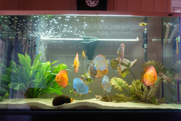 ryba, akwarium, woda, rybka, podwodne, charakter, morski, zwierzak, tropikalna, kwiat, bak,...