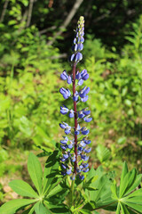 Nootka lupine wildflowers at Talkeetna, Alaska