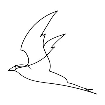 Single line bbird illustration