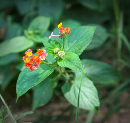 Lantana camara