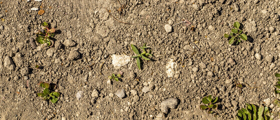 Earth floor seen from above with some little plants - natural texture - top view